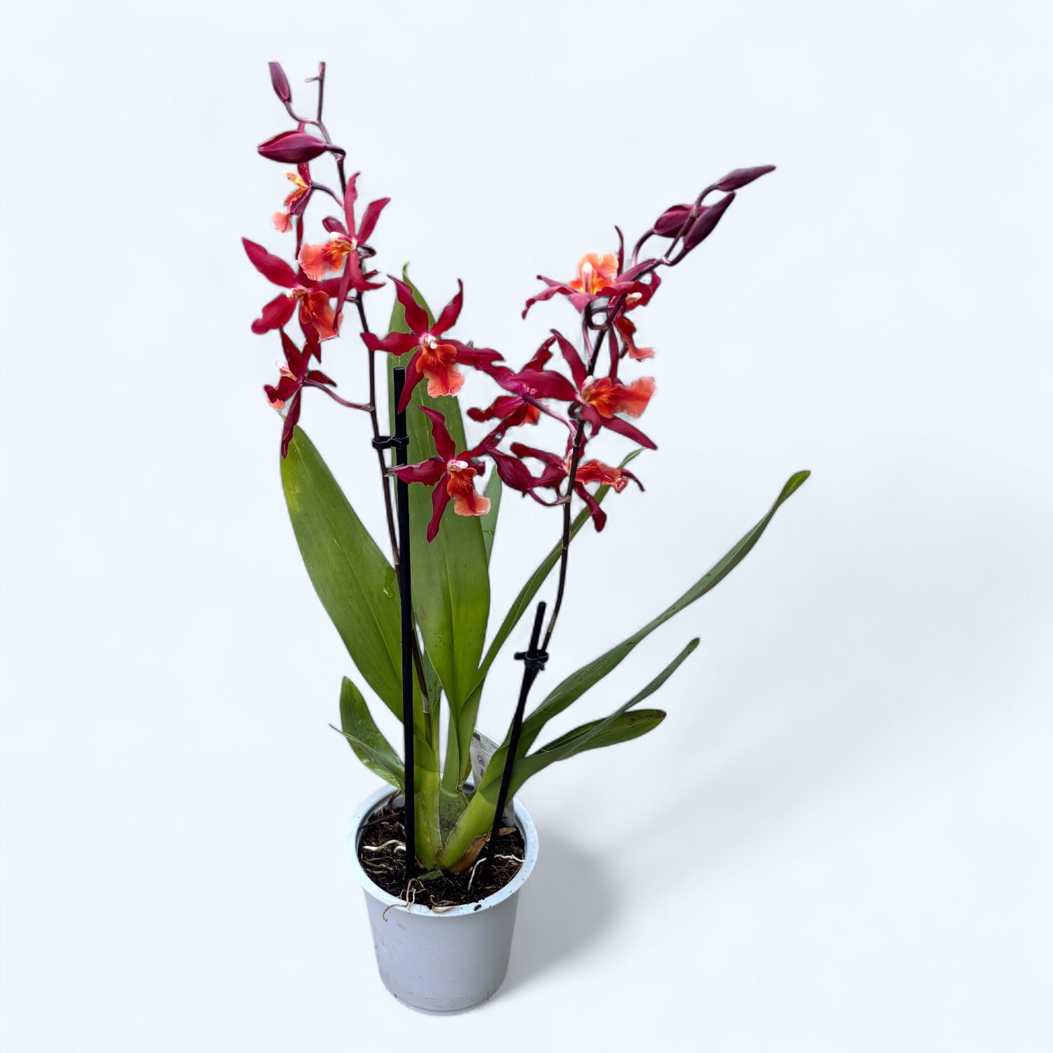 Burrageara Stefan Isler