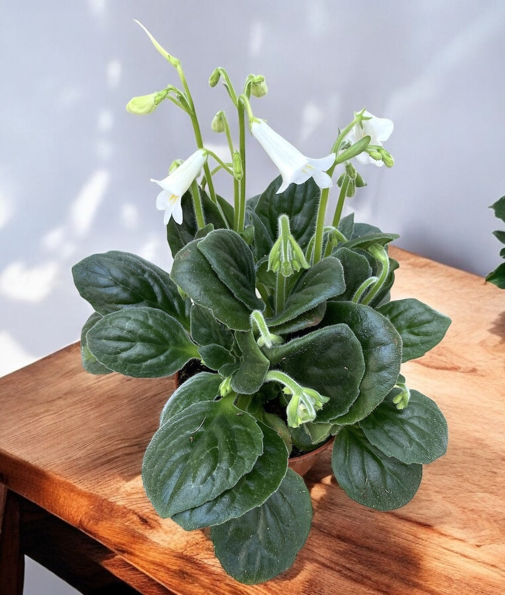 Streptocarpus 'Snowlina'