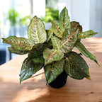 Aglaonema 'Pistachio' - XXL exemplár 5pp