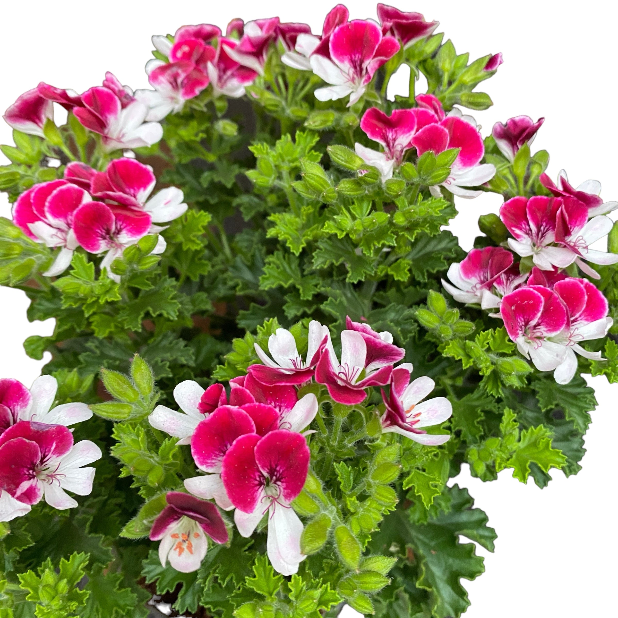 Muscate antitantari - Pelargoniums ‘Angel Parfume Senna' D12