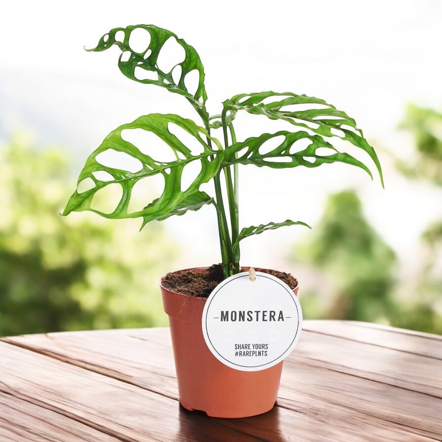 Monstera obliqua (sp. Peru - Peruvian form)