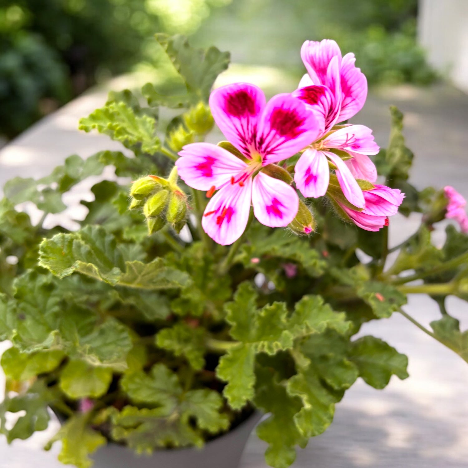 Muscate parfumate - Scented Geranium ‘Isko Oak’