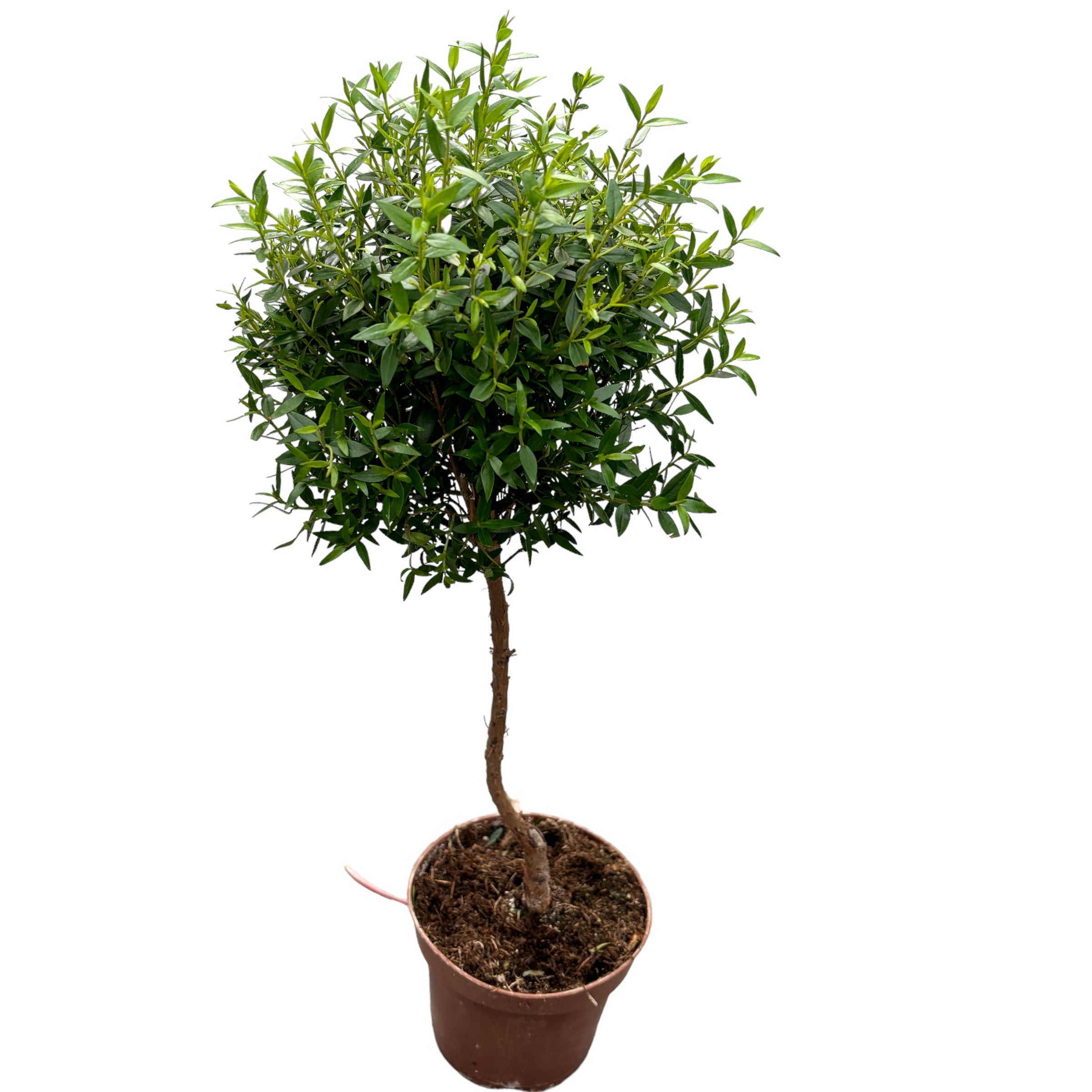 Mirt la ghiveci (Myrtus Communis) H50