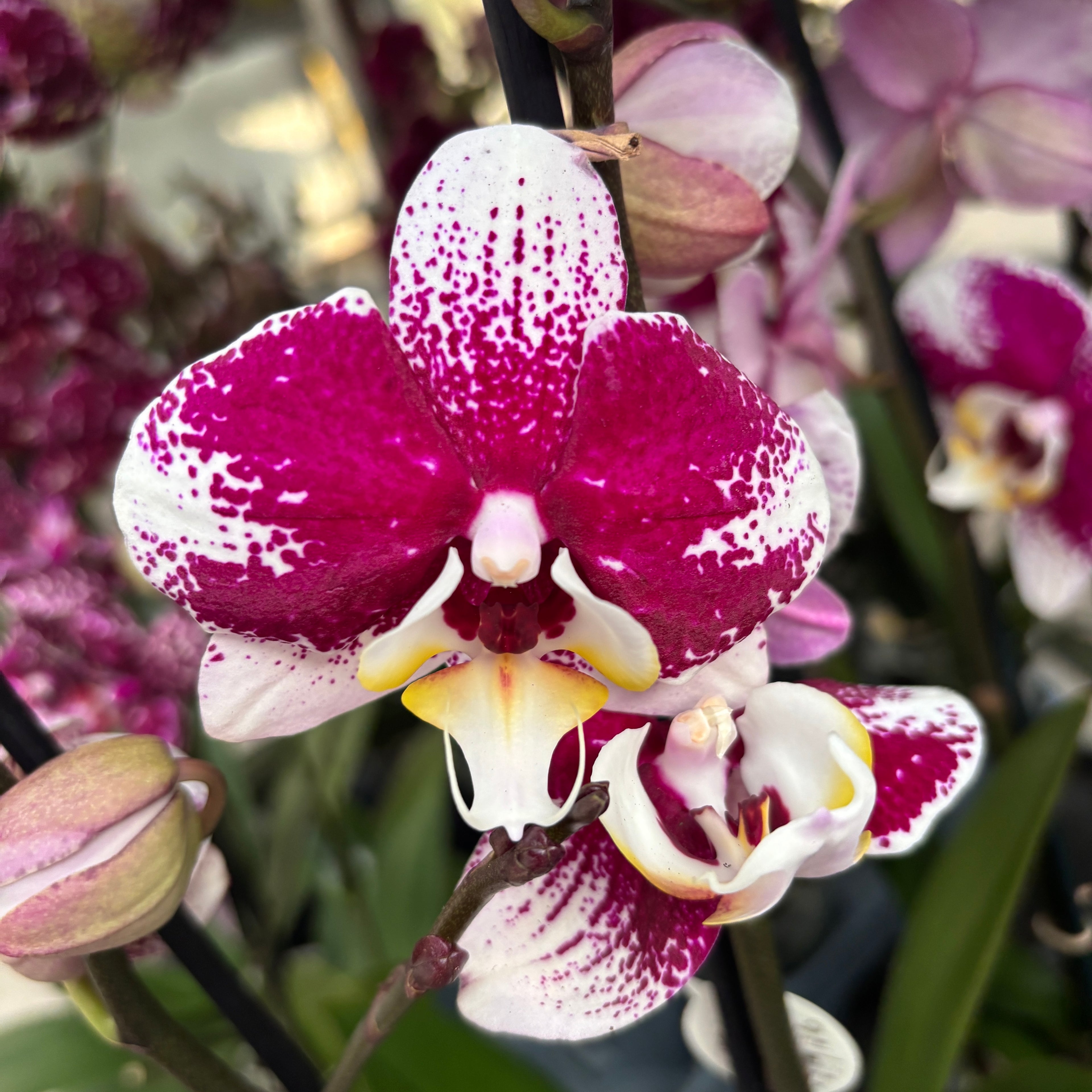 Phalaenopsis Anthura Barcellona