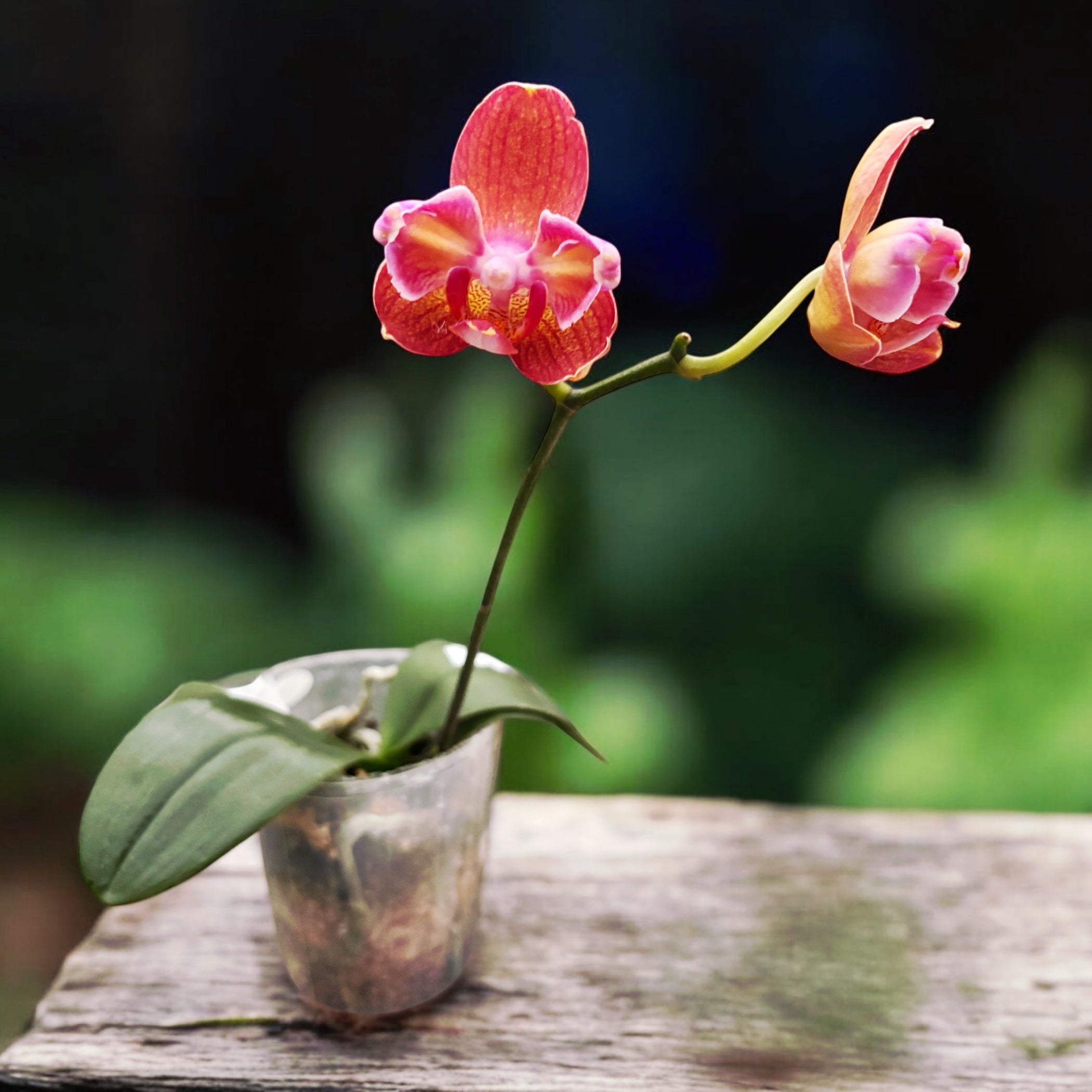 Phalaenopsis Miki Cute Melody '495' (peloric)