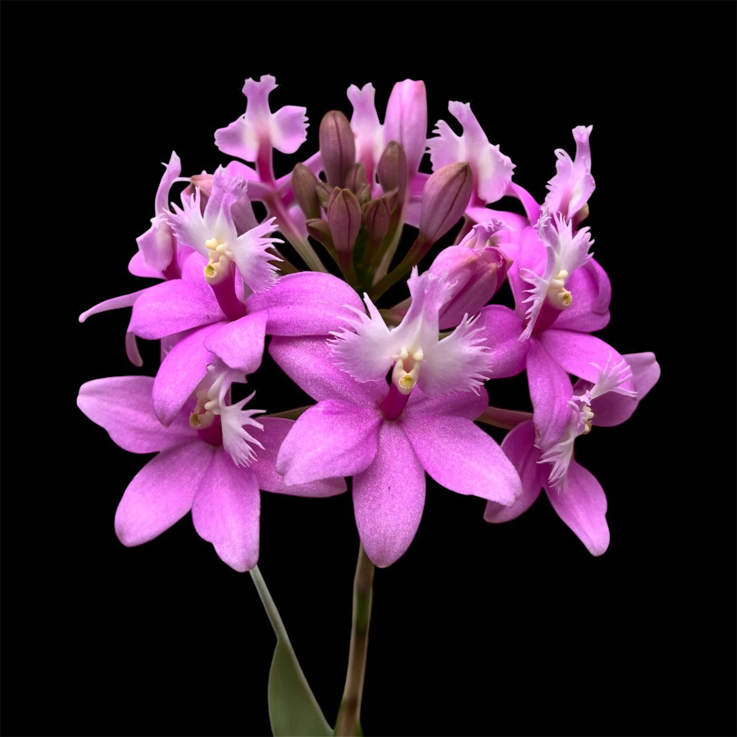 Epidendrum radicans 'Dark Pink' XL