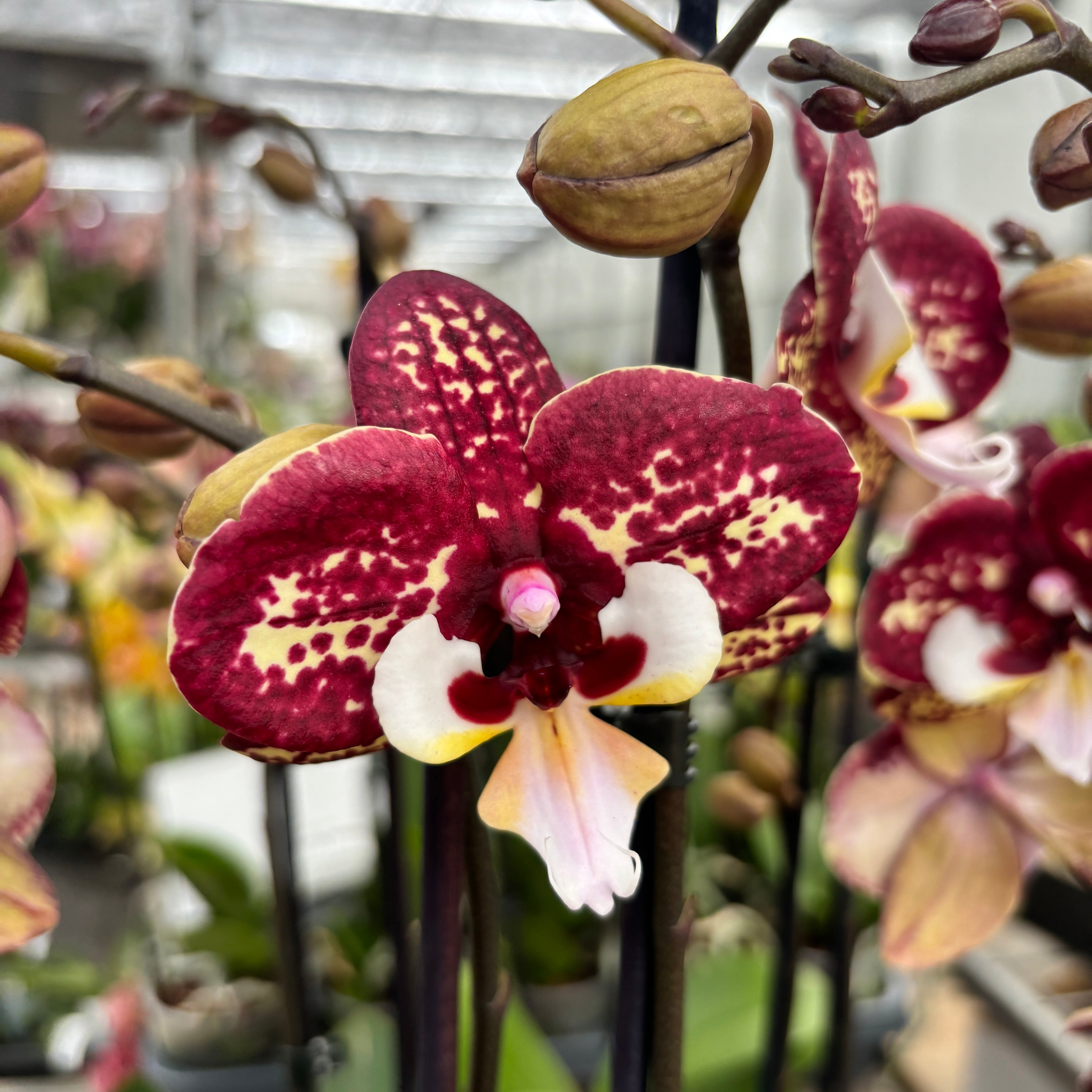 Phalaenopsis 'Limited 40' big lip