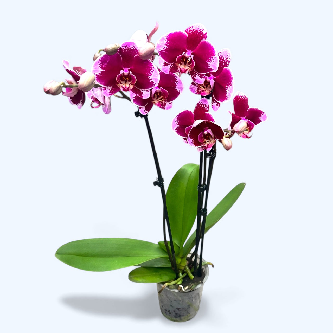 Phalaenopsis Faction