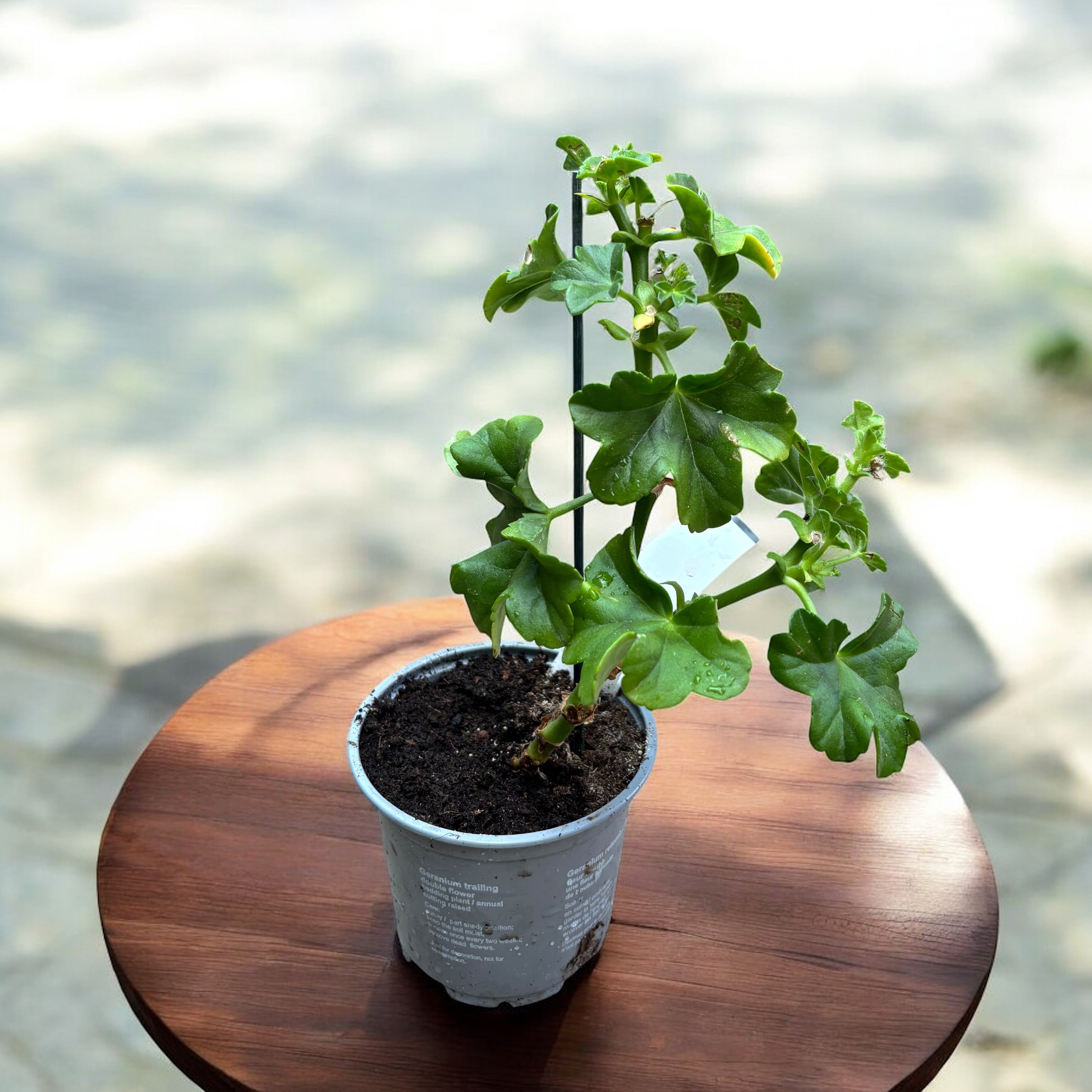 Pelargonium (Peltatum Grp) Medio Lollipop Mariska - muscata curgatoare cu flori duble bicolore