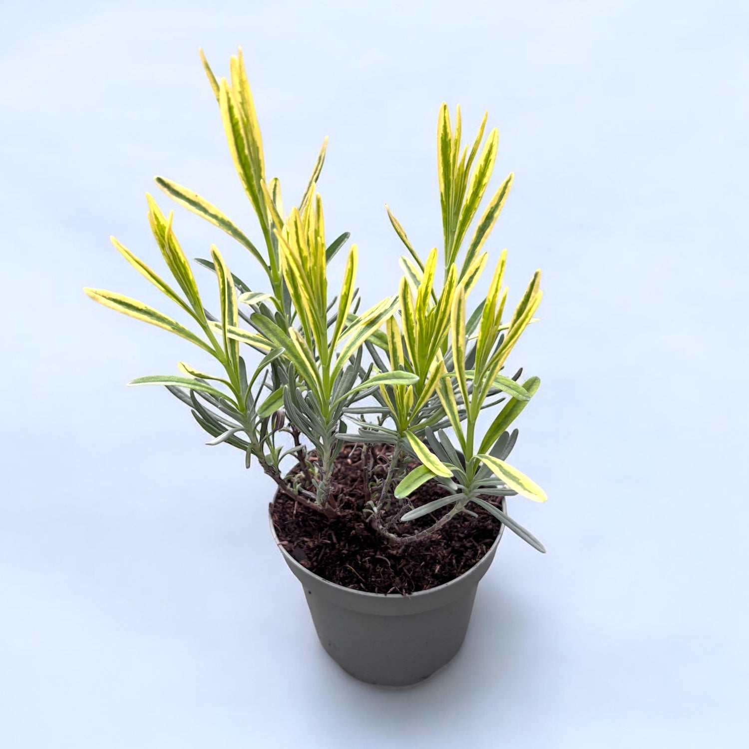 Lavanda variegata - Lavandula angustifolia 'Platinum Blonde'