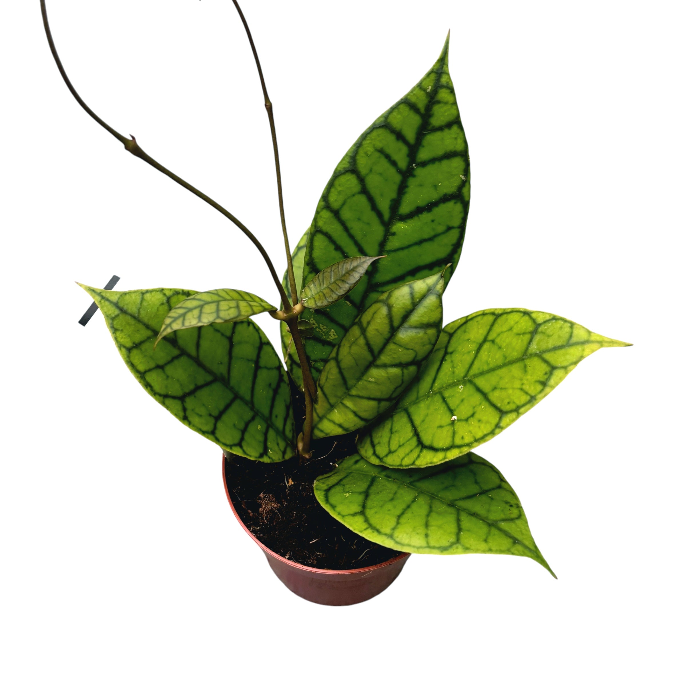 Hoya callistophylla D9