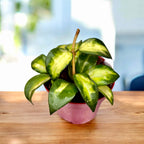 Hoya lacunosa sp. Bruno (variegata) - parfumata, cu frunze variegate