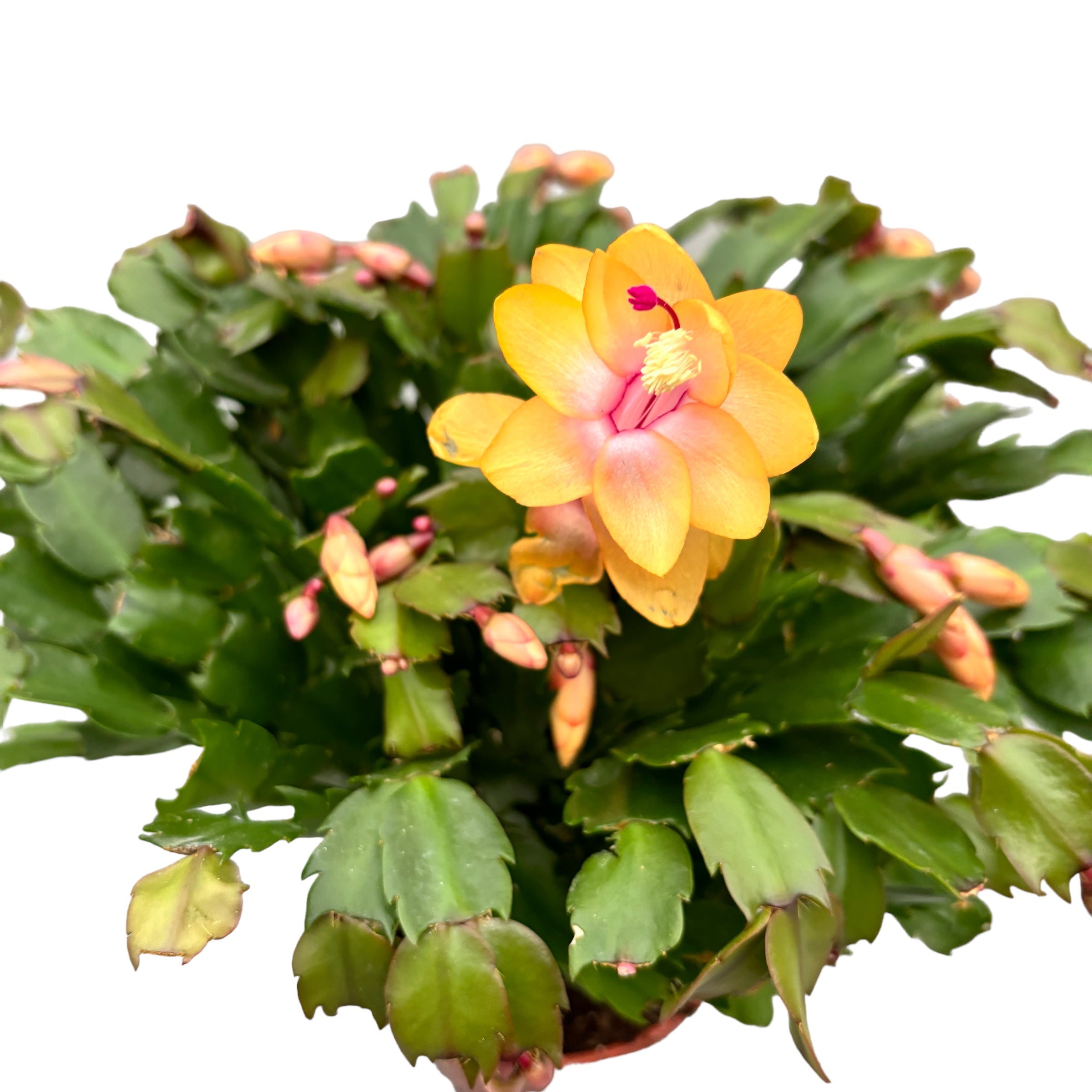 Schlumbergera portocalie ‘Orange’ (Craciunita) - exemplare XXL