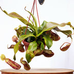 Nepenthes ‘Gaya’ (Monkey Jars) - O planta carnivora spectaculoasa!