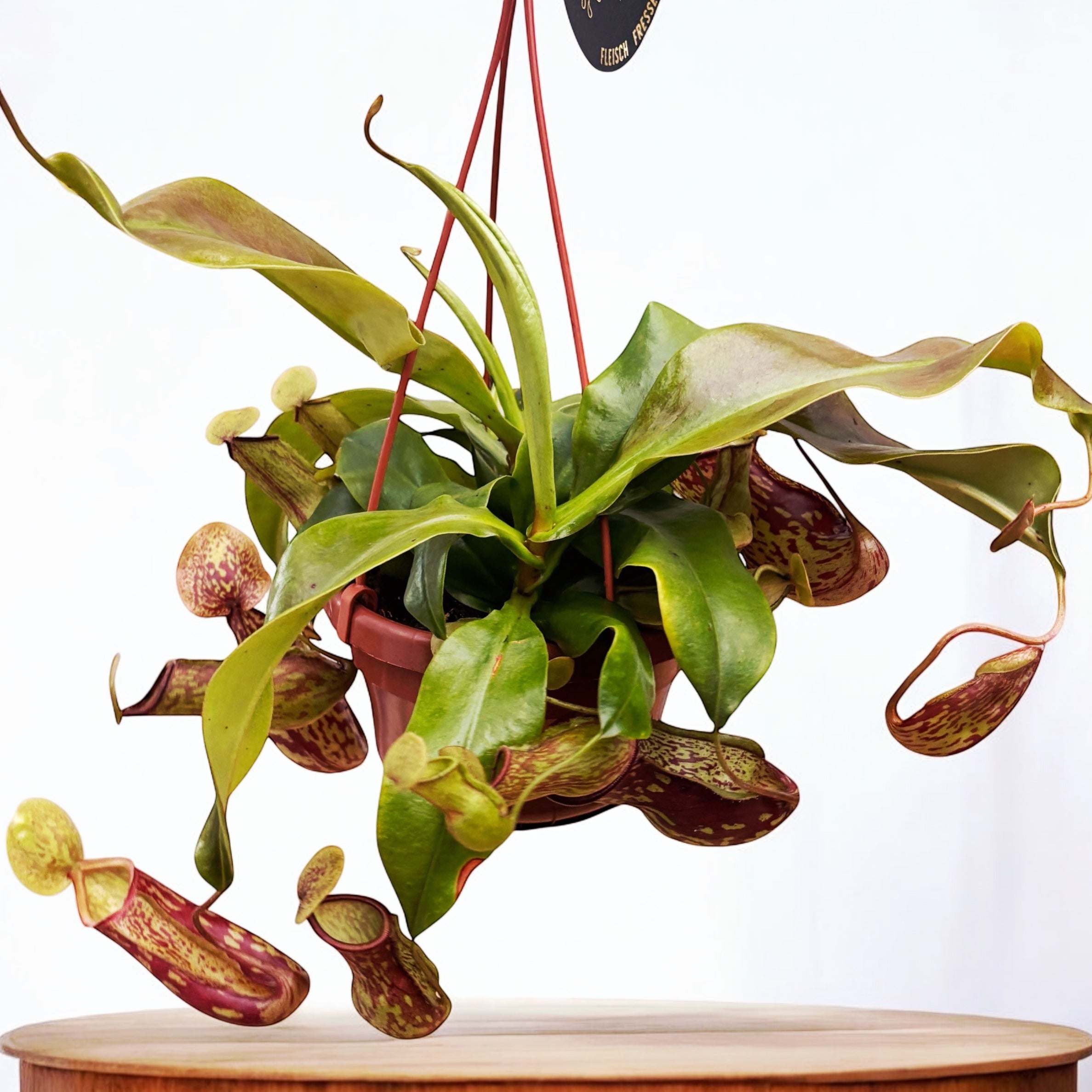 Nepenthes ‘Gaya’ (Monkey Jars) - O planta carnivora spectaculoasa!