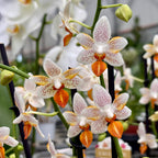Phalaenopsis Mini Mark 'Sunsplash' JS/AOS