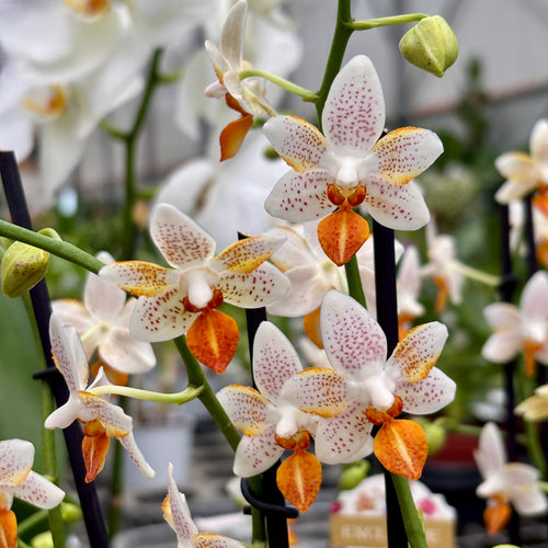 Phalaenopsis Mini Mark 'Sunsplash' JS/AOS