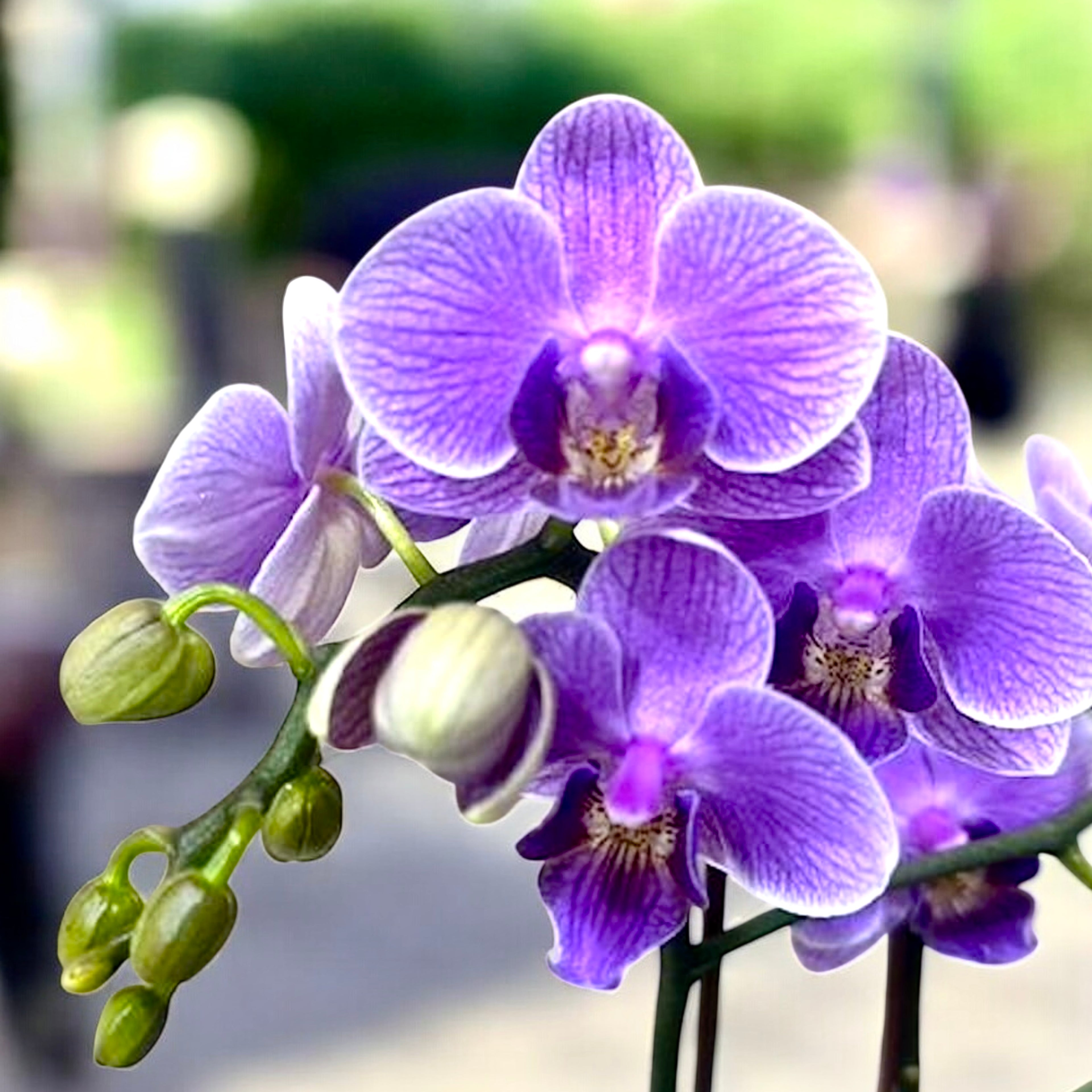 Phalaenopsis Younghome Purple Baby '07122'