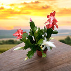 Schlumbergera “ Duo Flame” 2 culori/ghiveci (Craciunita)