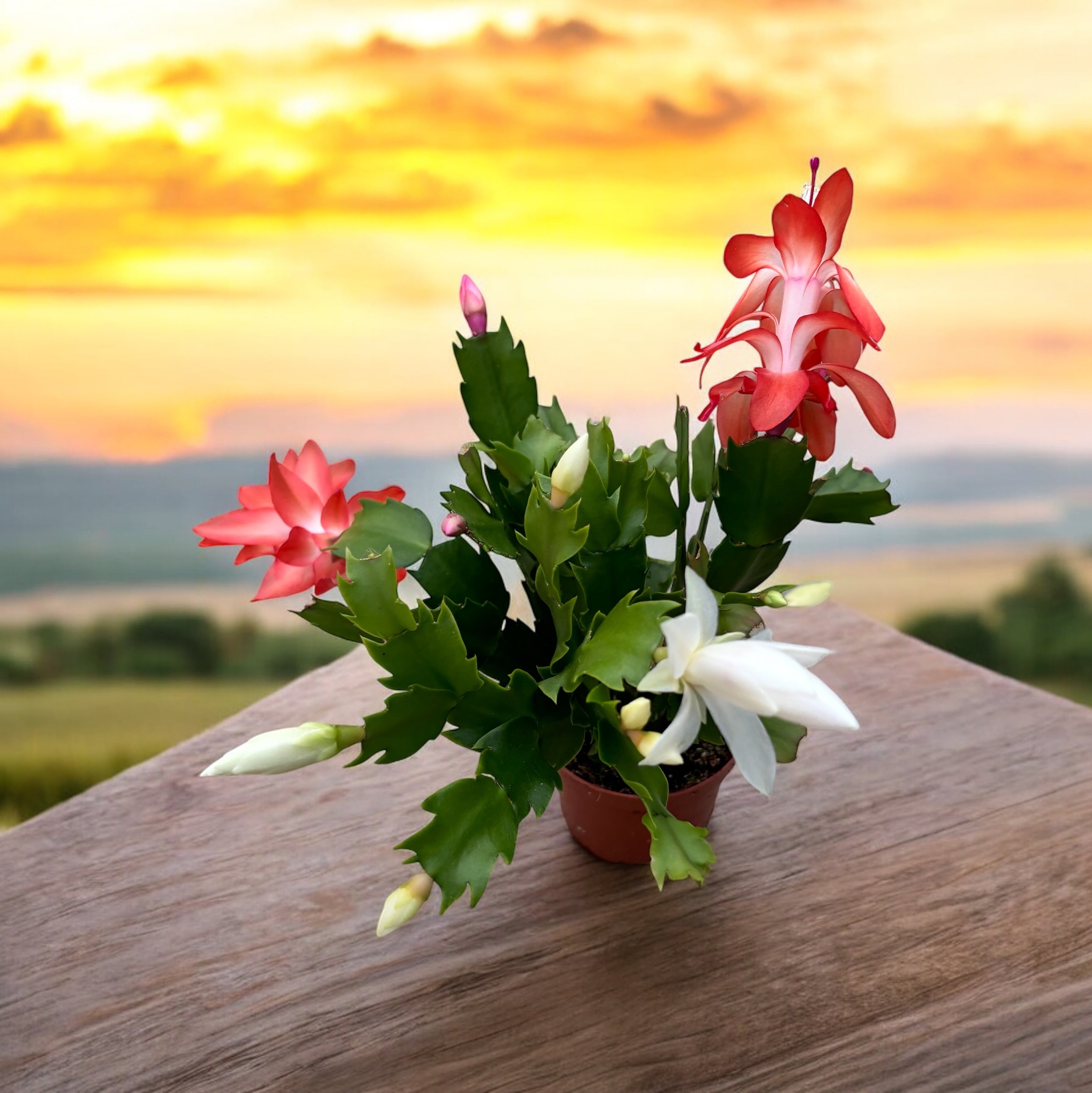 Schlumbergera “ Duo Flame” 2 culori/ghiveci (Craciunita)