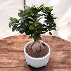 Bonsaj Ficus Microcarpa Ginseng (drevo življenja)