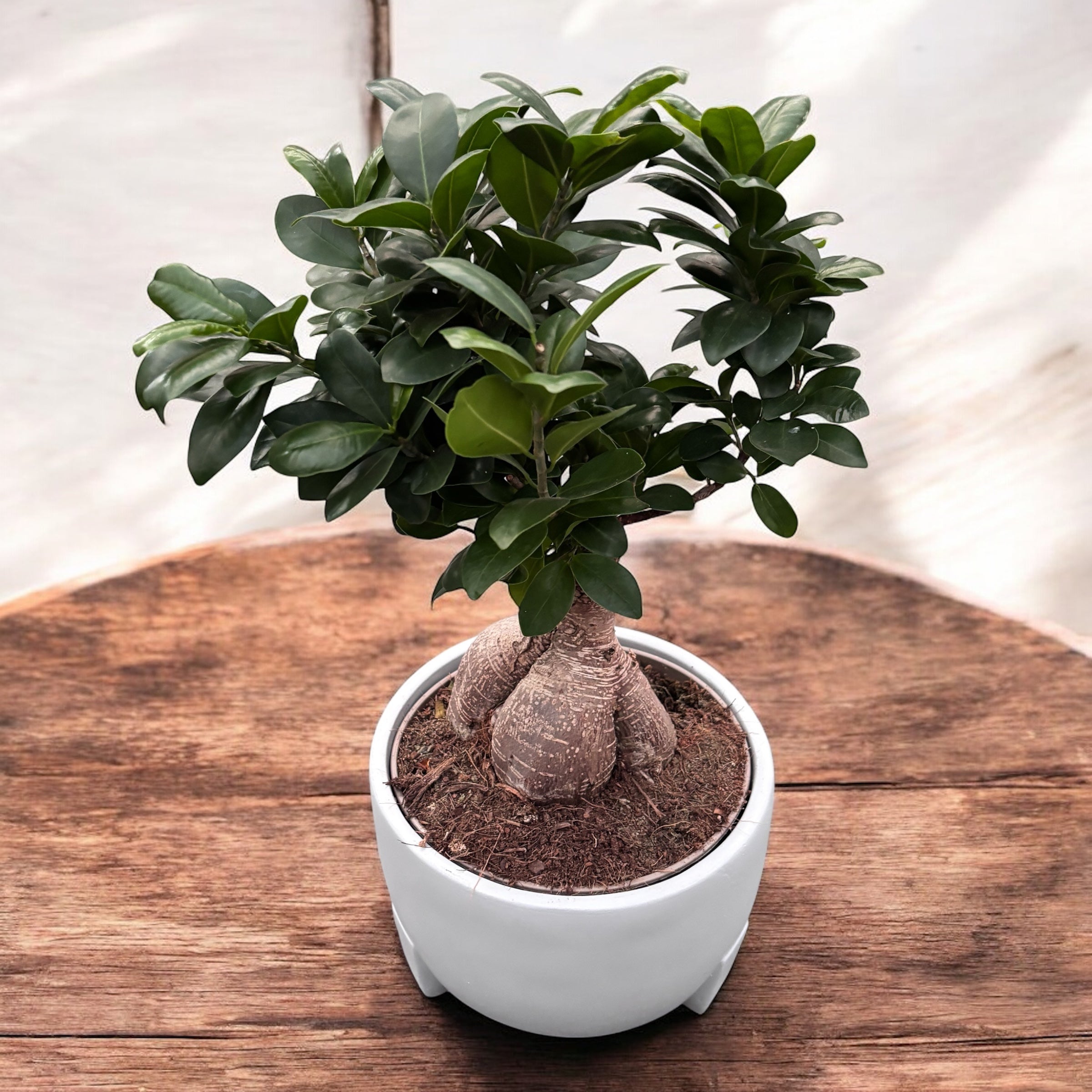 Bonsai Ficus Microcarpa Ginseng (copacul vietii)