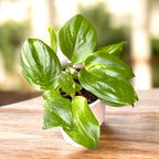 Scindapsus pictus ‘Rubicon’ – fogliame vellutato con iridescenze argentate