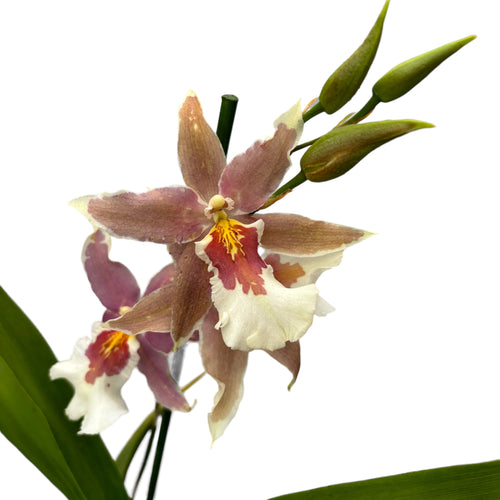 Aliceara (Beallara)