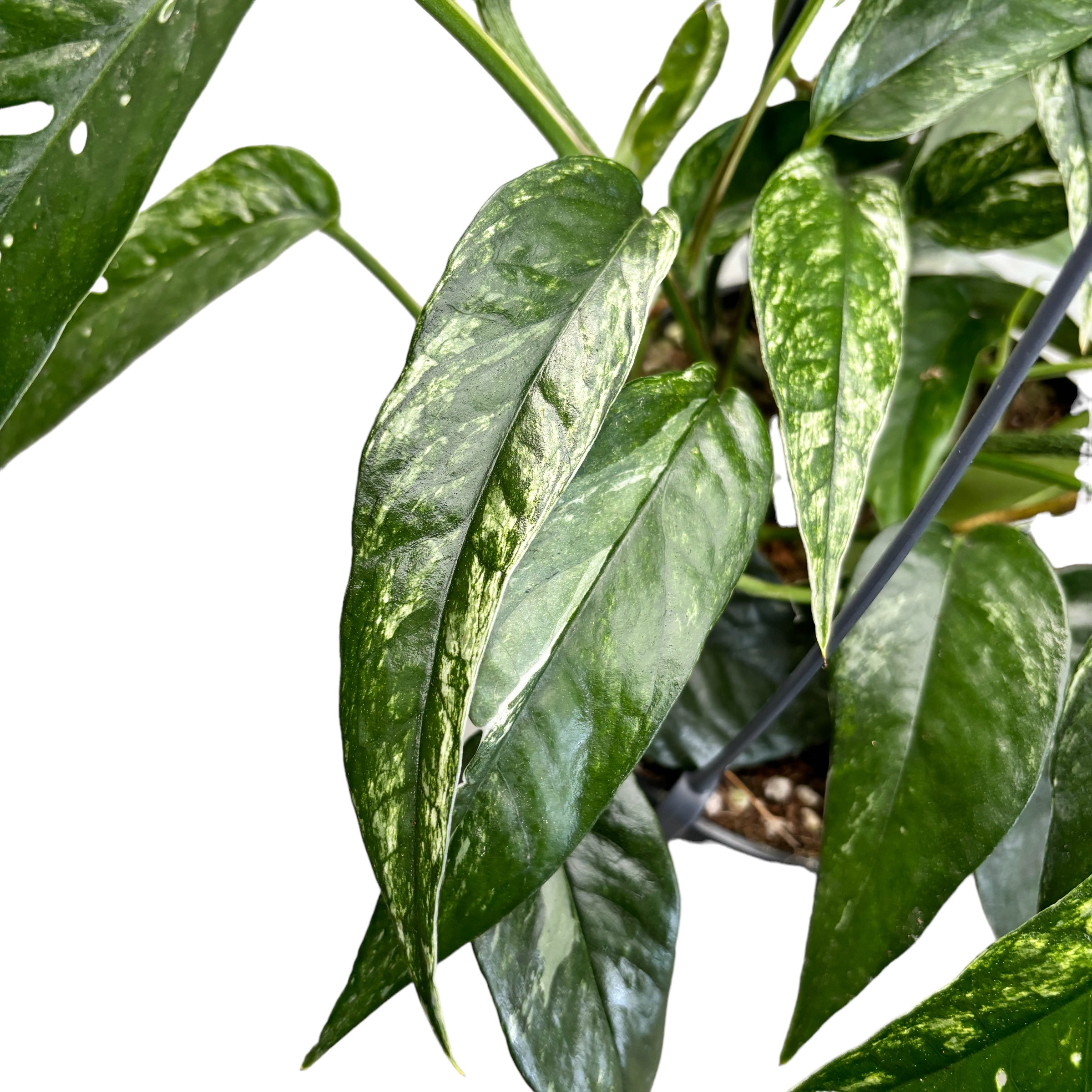 Epipremnum Pinnatum variegated D15