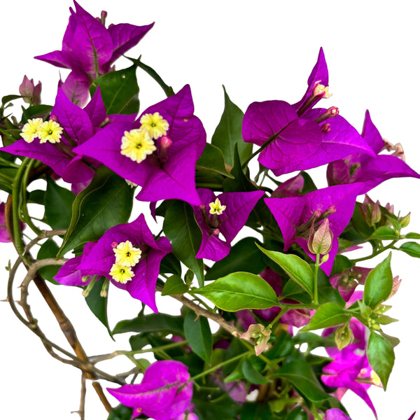Bougainvillea 'Alexandra' - Floarea de hartie mov D12