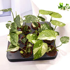 Monstera 'Thai Constellation' D6