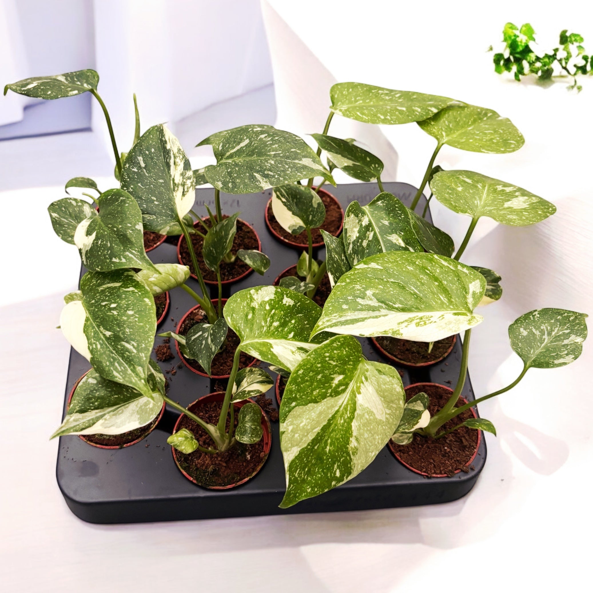 Monstera 'Thai Constellation' D6