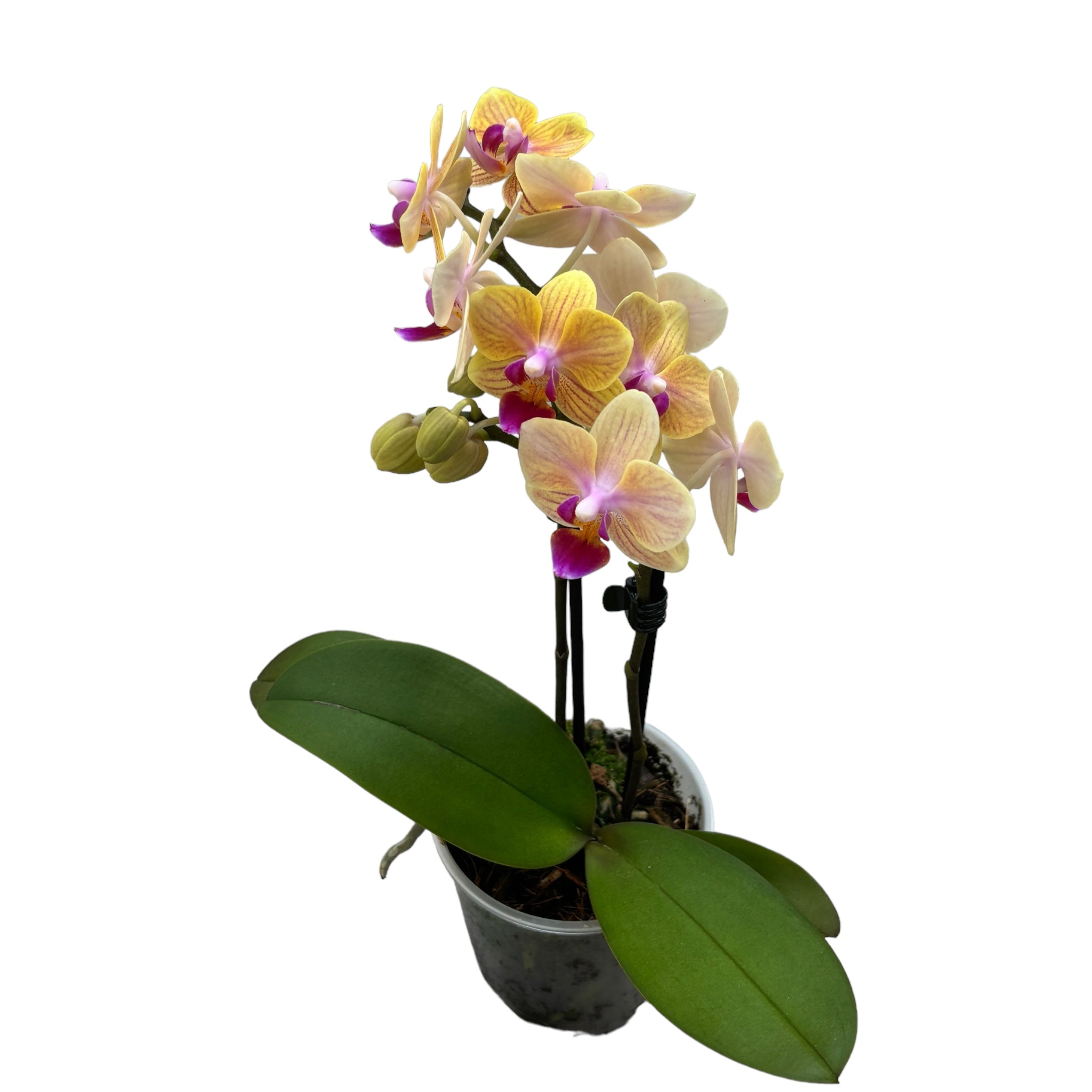 Phalaenopsis El Paso