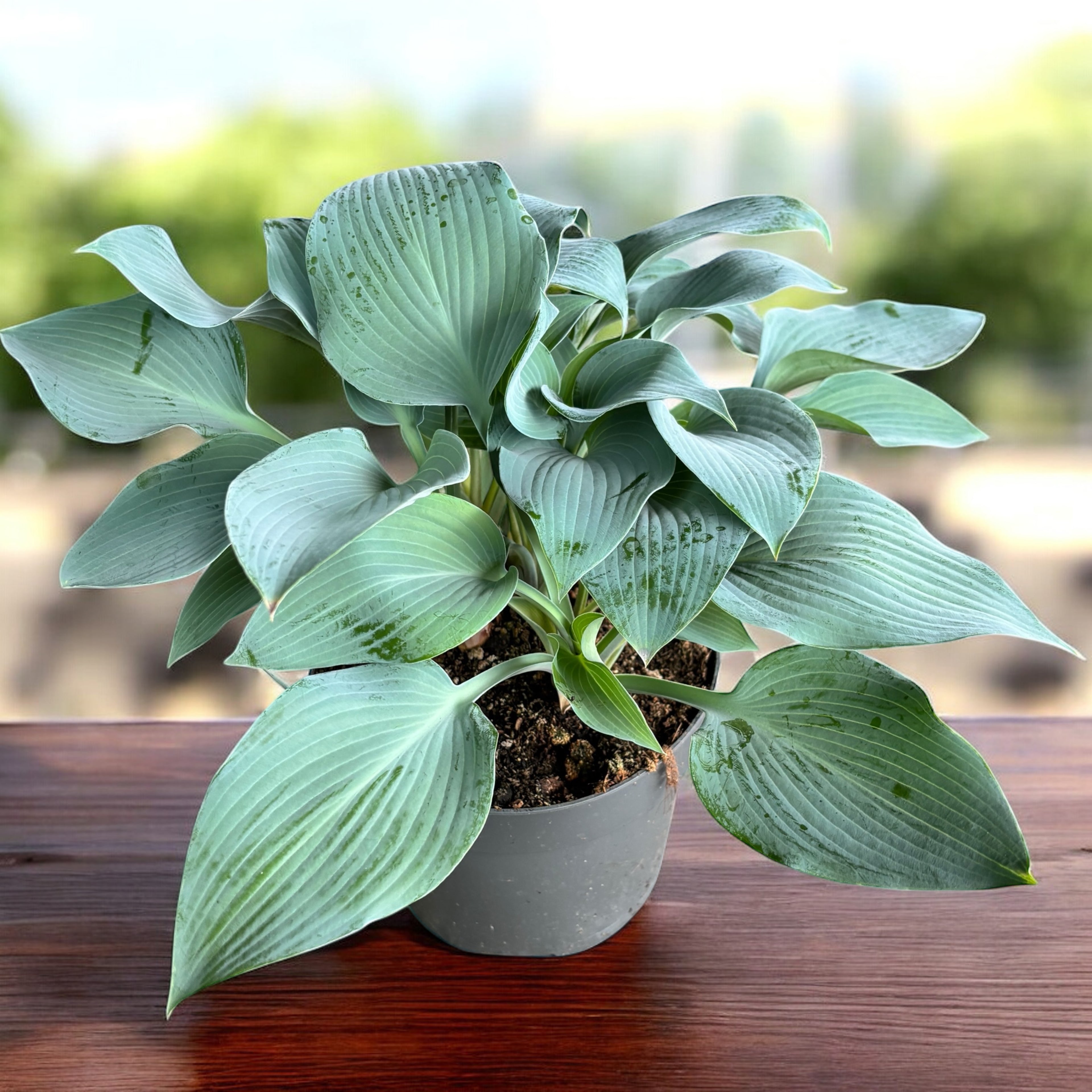 Hosta ‘Halcyon’ – crin de toamna cu frunze albastre, decorativ in zone umbrite