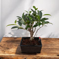 Bonsai Fikus (vattensystem)
