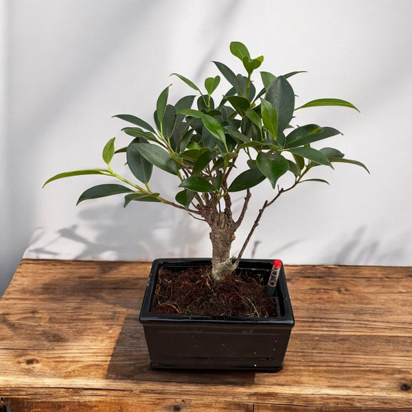 Bonsai Ficus (watersystem)