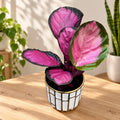 Calathea (Goeppertia) ‘Rosy’