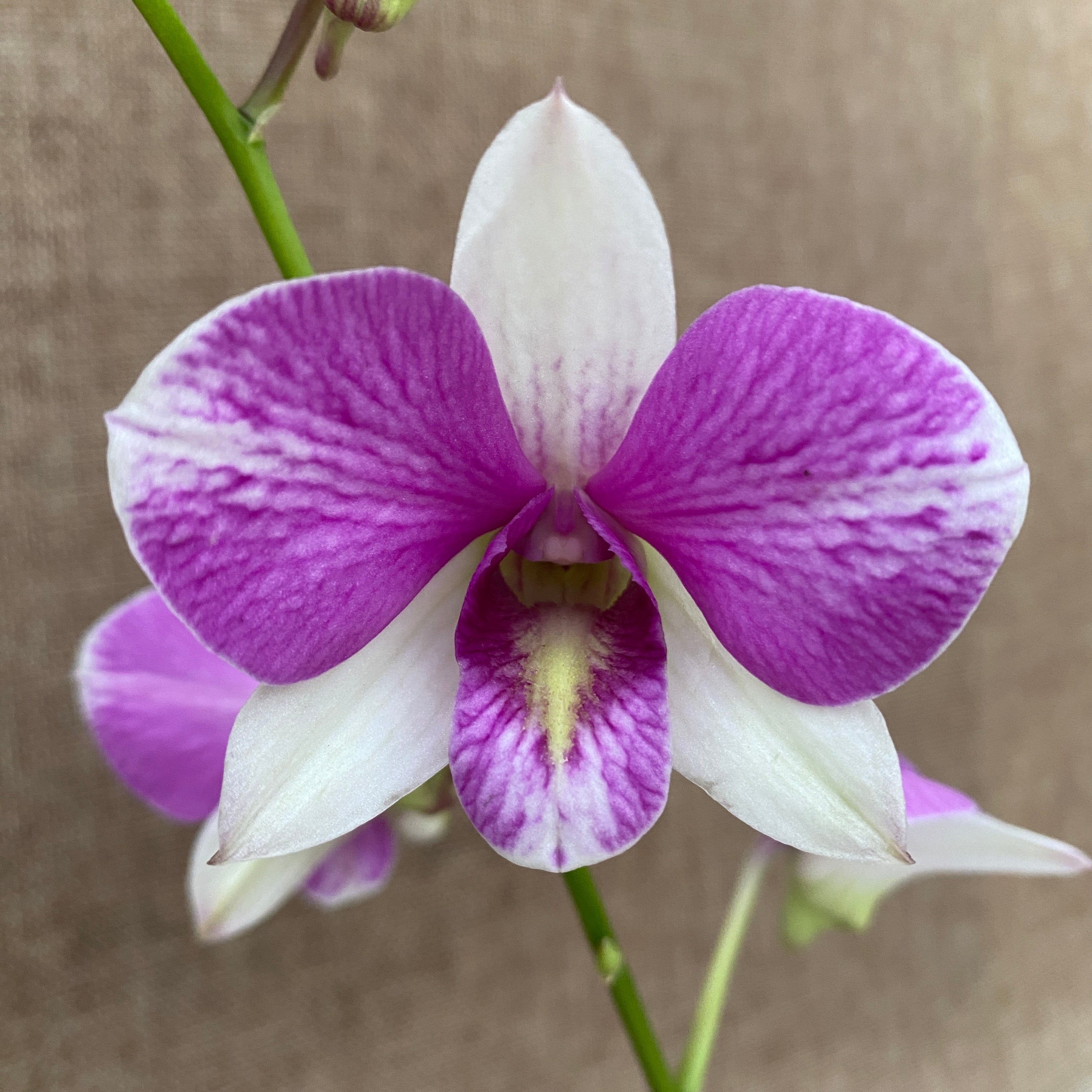 Dendrobium Phalaenopsis ‘White Casey’
