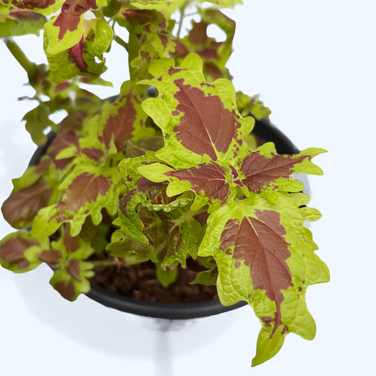 Coleus - urzicuta cu frunzis spectaculos