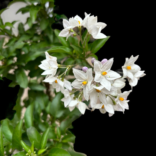 Solanum Jasminoides (climbing jasmine)