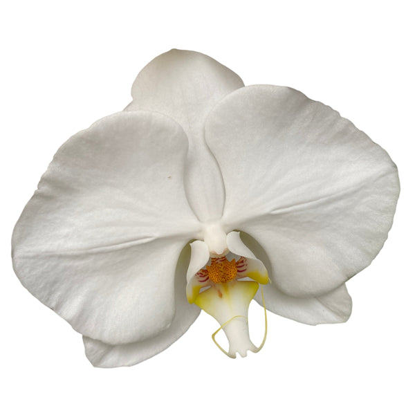 Phalaenopsis Sogo Yukidian (Fontano White) - XXL flower