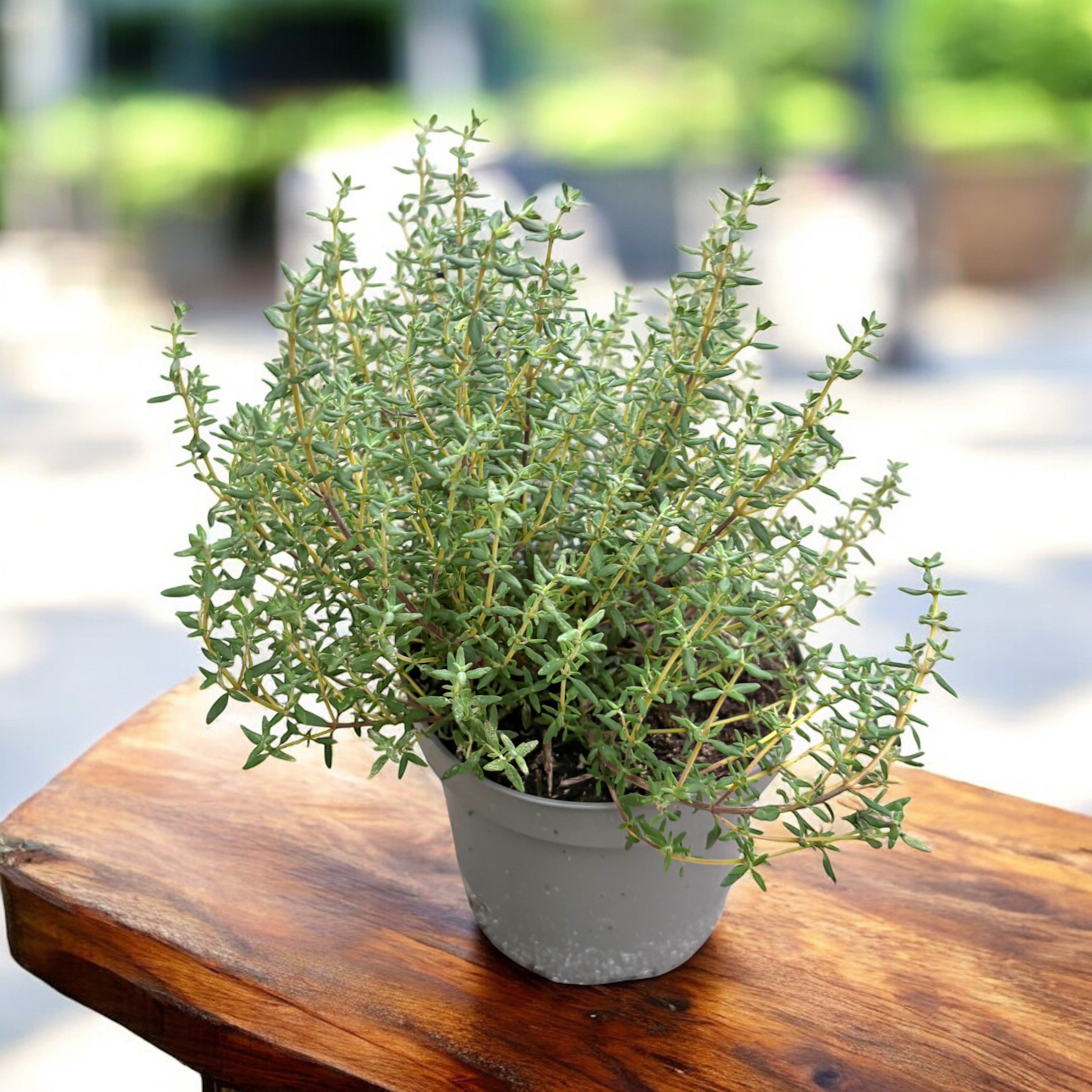 Thymus vulgaris ‘Faustini - cimbru de gradina aromat (cultura biologica)