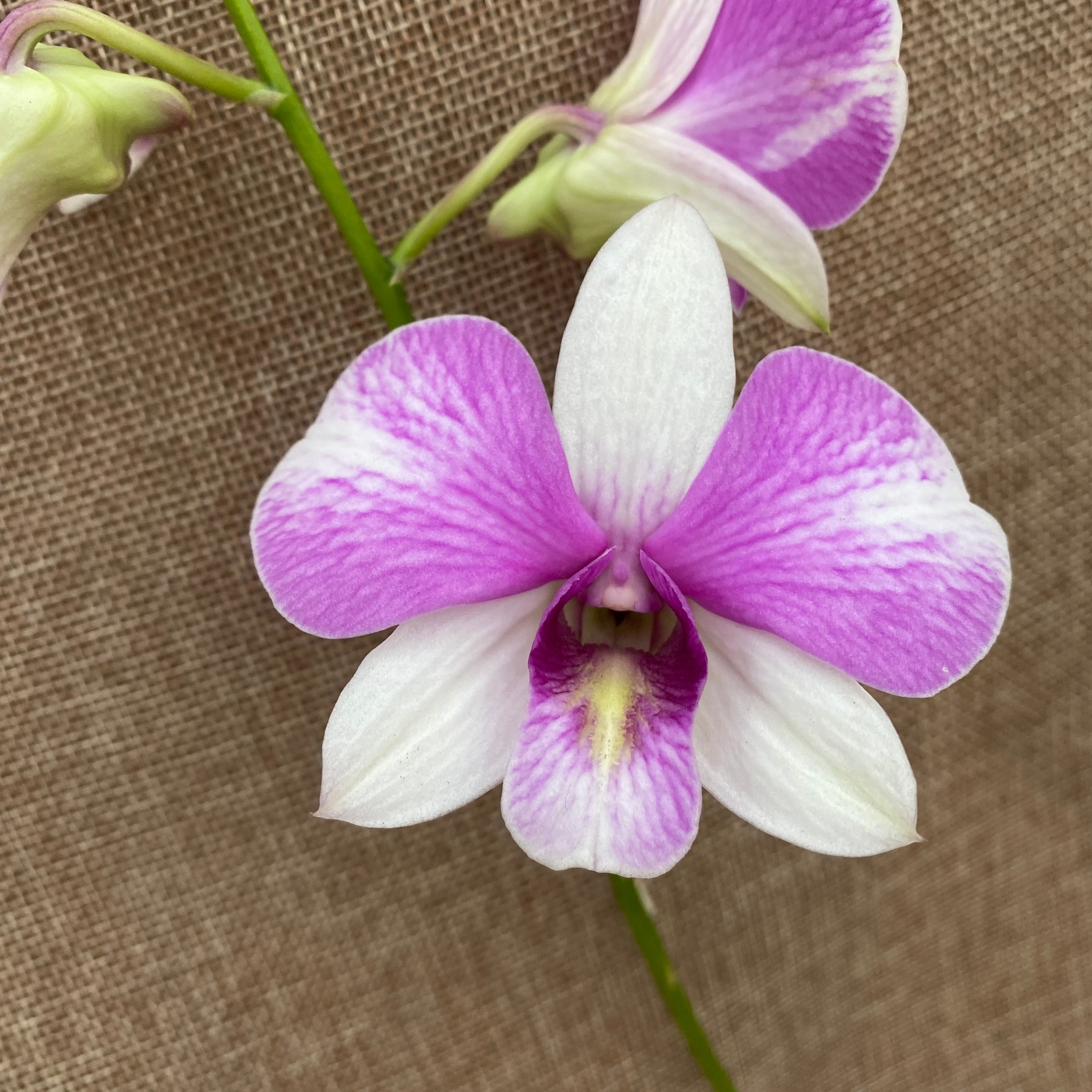 Dendrobium Phalaenopsis ‘White Casey’