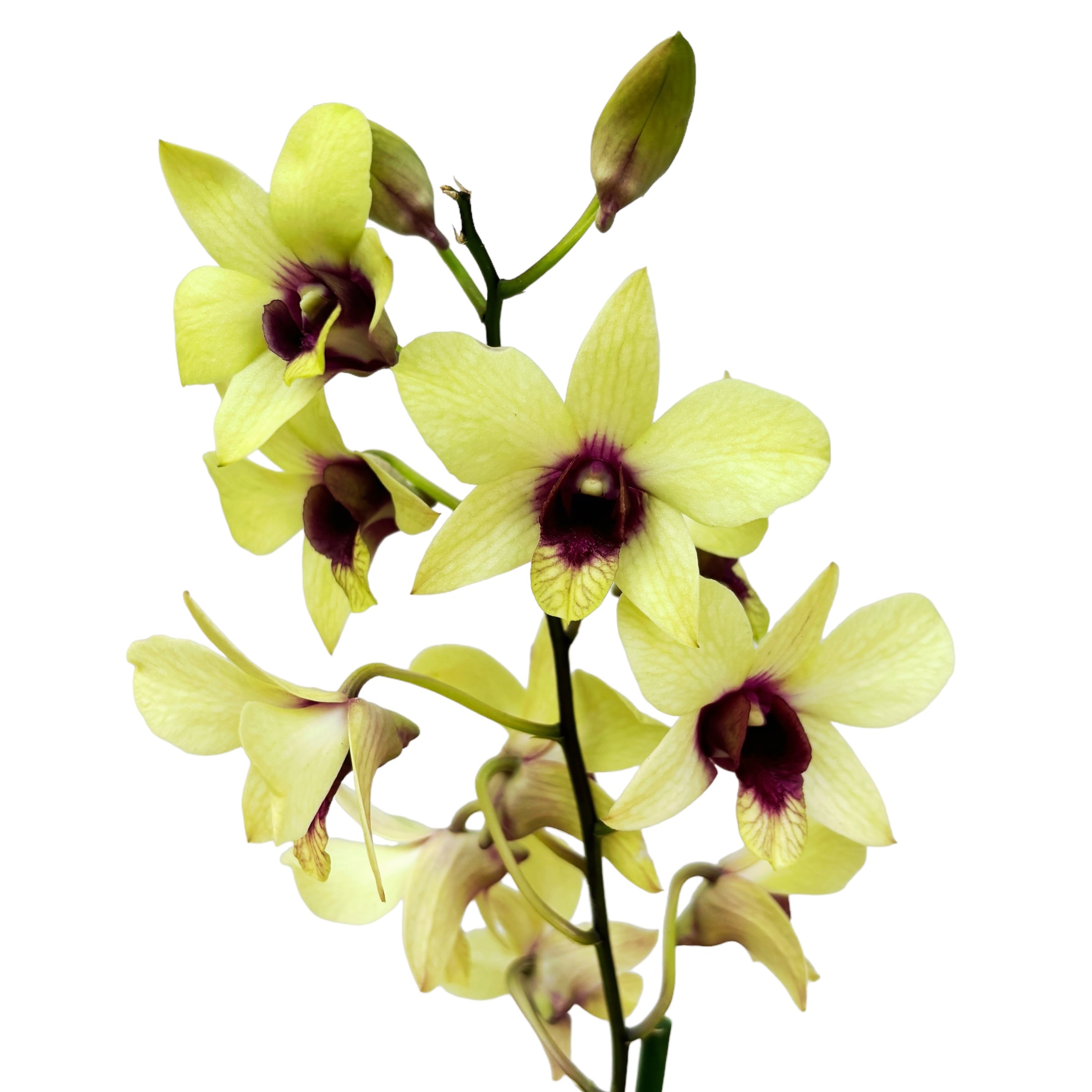 Dendrobium Phalaenopsis Banane Schokolade