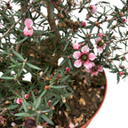 Leptospermum scoparium 'Roze' (Tea Tree, Manuka)