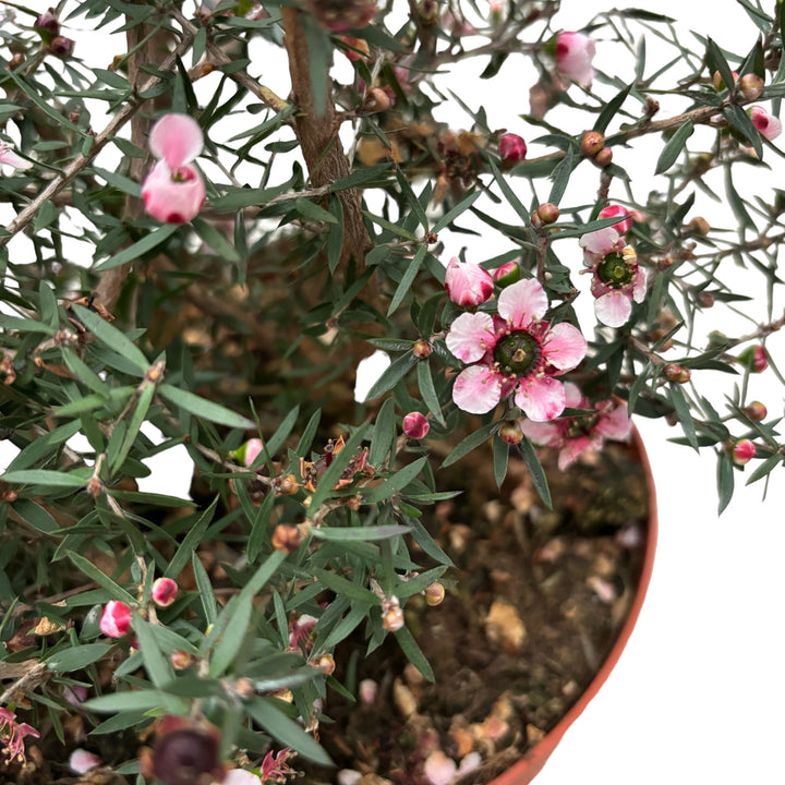 Leptospermum scoparium 'Roze' (Tea Tree, Manuka)