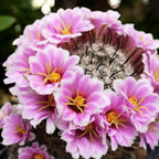 Mammillaria insularis – cactus rar cu flori roz si spini decorativi