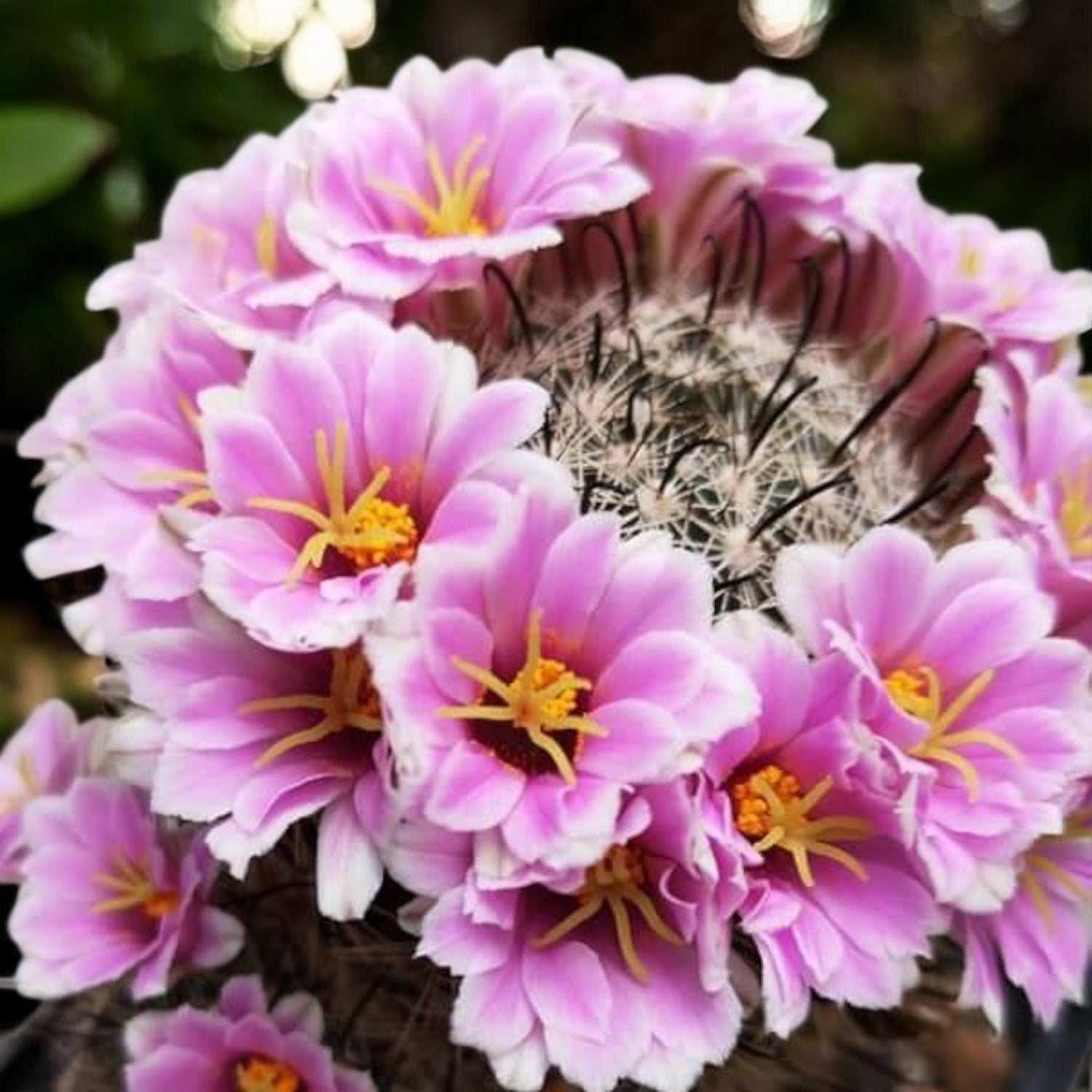 Mammillaria insularis – cactus rar cu flori roz si spini decorativi