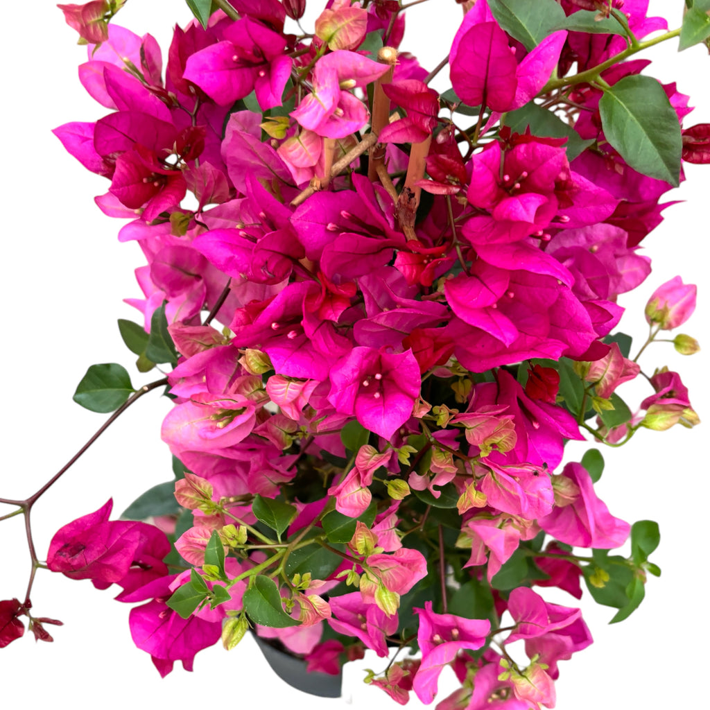 Bougainvillea ‘PINK’ - buganvilla (2 colores/maceta)