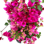 Bougainvillea ‘PINK’ - papierbloem (2 kleuren/pot)